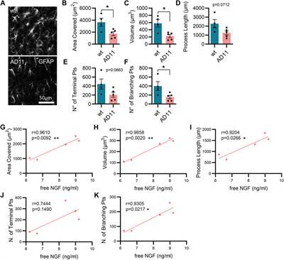 Reduced levels of NGF shift astrocytes toward a neurotoxic phenotype